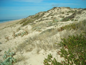 Ancão dune
